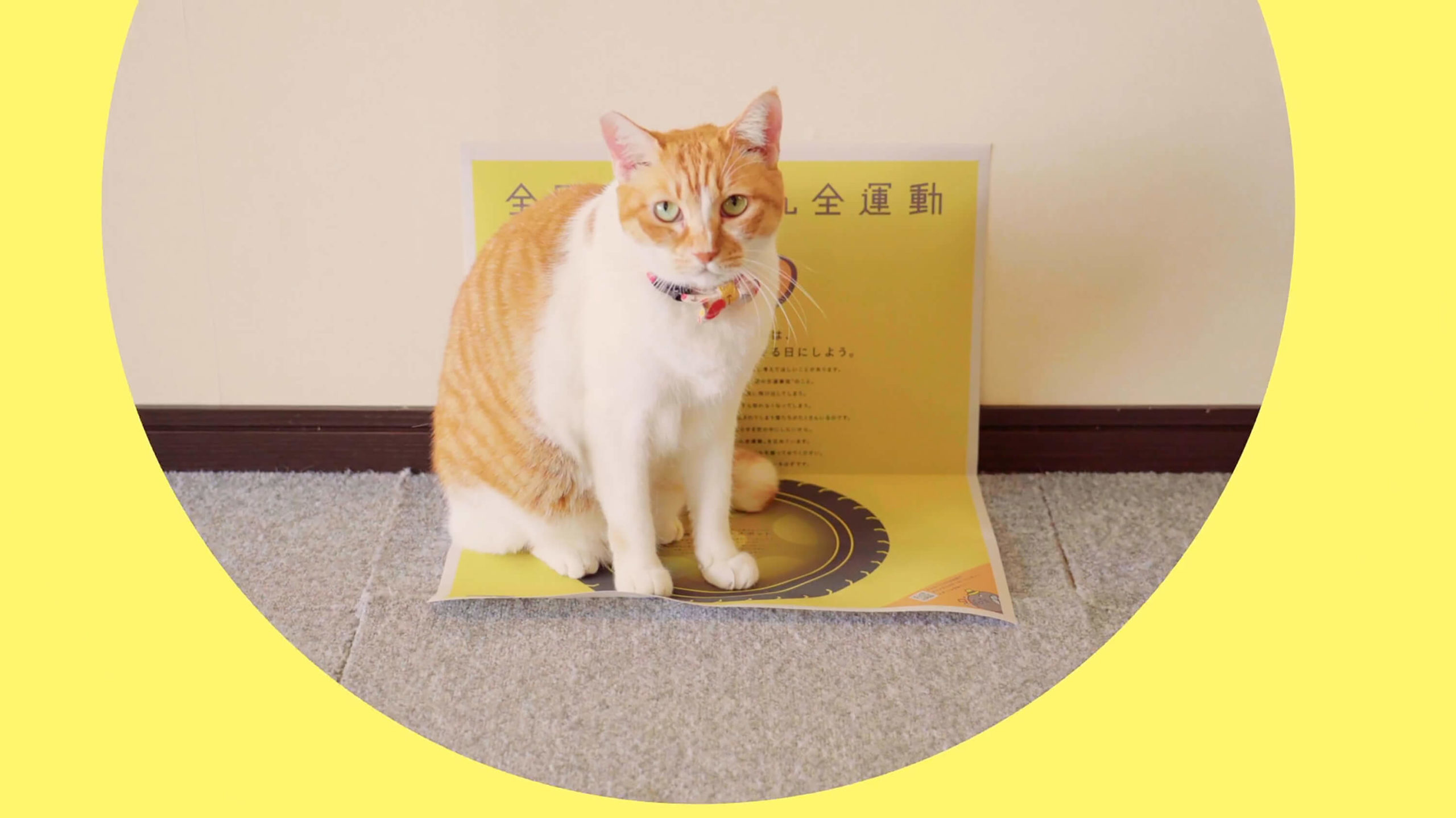 イエローハット #猫専用フォトスポット新聞広告